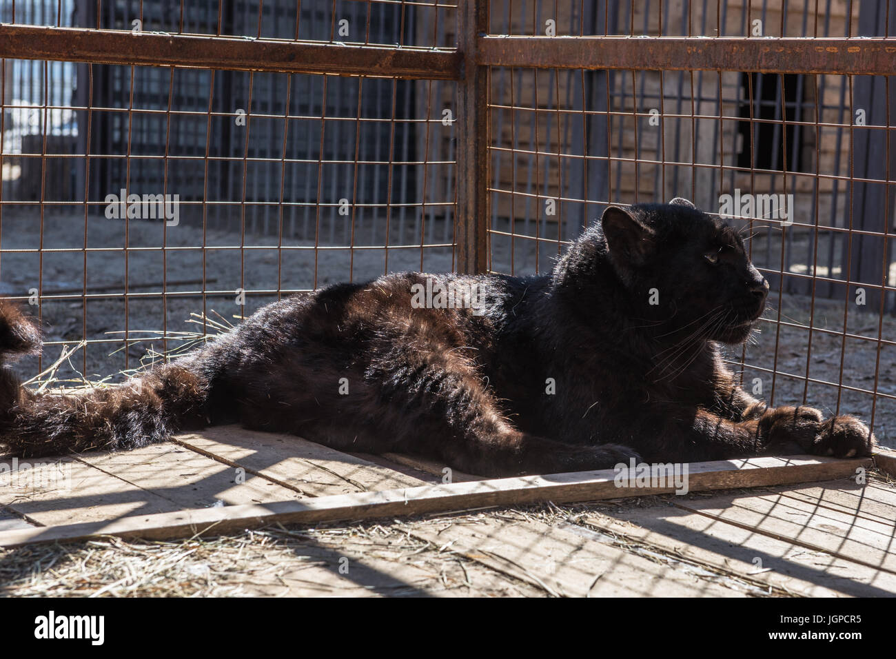 Ritratto del nero puma Foto stock - Alamy