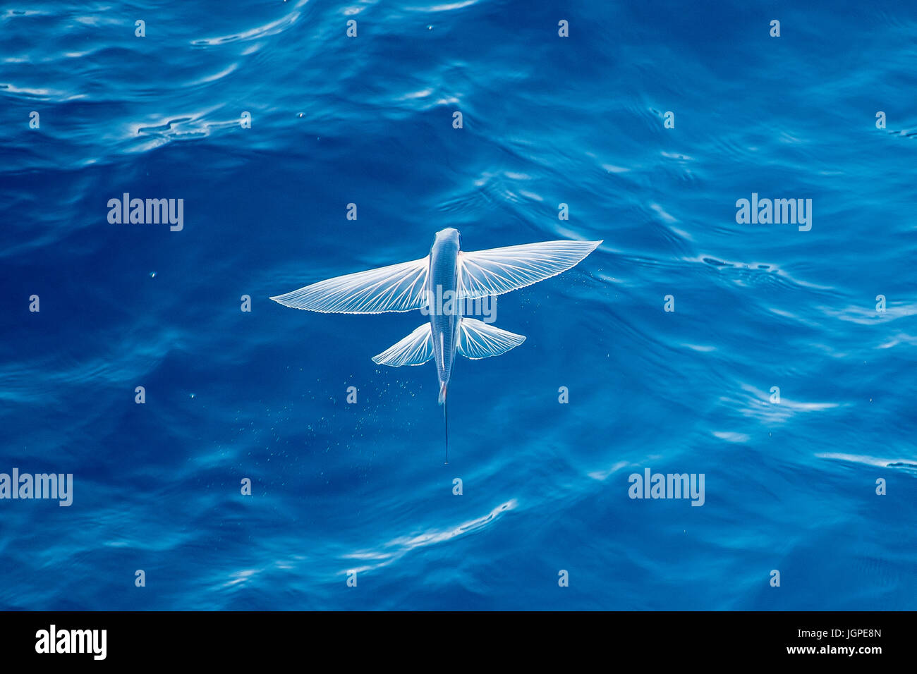 Flying specie di pesce a metà in aria, nome scientifico sconosciuto, diverse centinaia di miglia al largo delle coste della Mauritania, Nord Africa, Oceano Atlantico Foto Stock