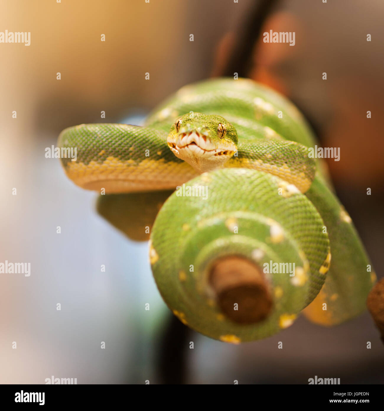 Green Tree python - morelia viridis - sul ramo preparato per attacco Foto Stock