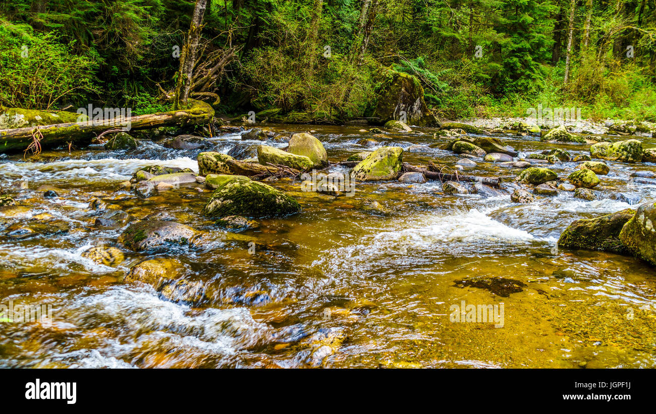 Rocce, alberi e massi nel salmone habitat di una veloce che scorre Kanaka Creek in Kanaka Creek Parco Regionale vicino a Maple Ridge della Columbia britannica in Canada Foto Stock