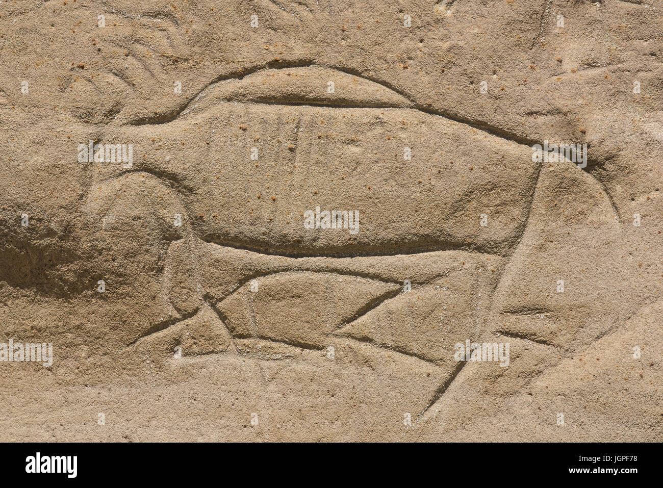 Sculture di Bison, White Mountain Petroglyphs, Wyoming, USA di Bruce Montagne/Dembinsky Photo Assoc Foto Stock