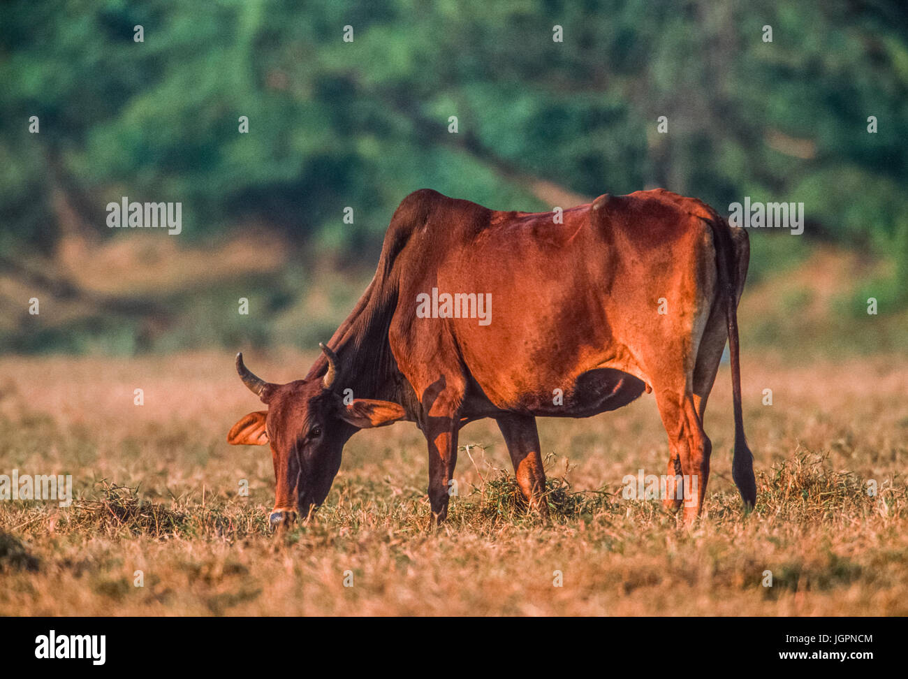 Zebù Cow, Brahman Cow o Brahma Cow, Bos indicus, pascolo in prateria, Keoladeo Ghana National Park, Bharatpur, Rajasthan, India Foto Stock