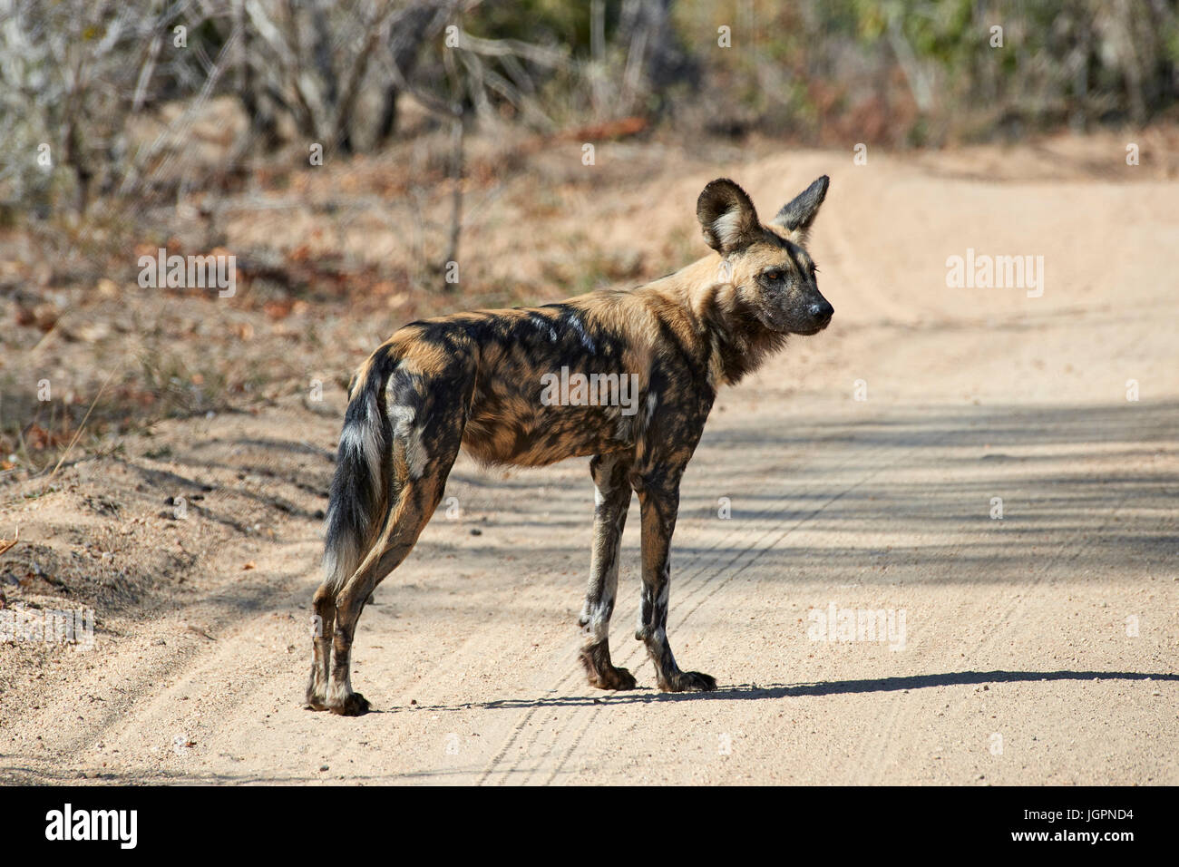 African Wild Dog, Lycoon pictus, stando in piedi in strada, Sabi Sands Game Reserve, Sud Africa Foto Stock