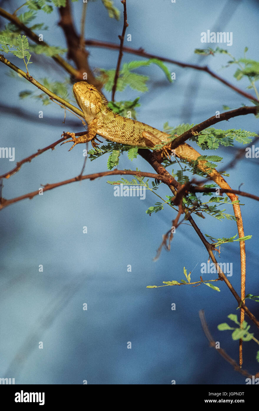 Giardino indiano Lizard, Oriental Garden lucertola, giardino orientale Lizard o modificabili Lizard , (Calotes versicolor), di Keoladeo Ghana National Park, India Foto Stock