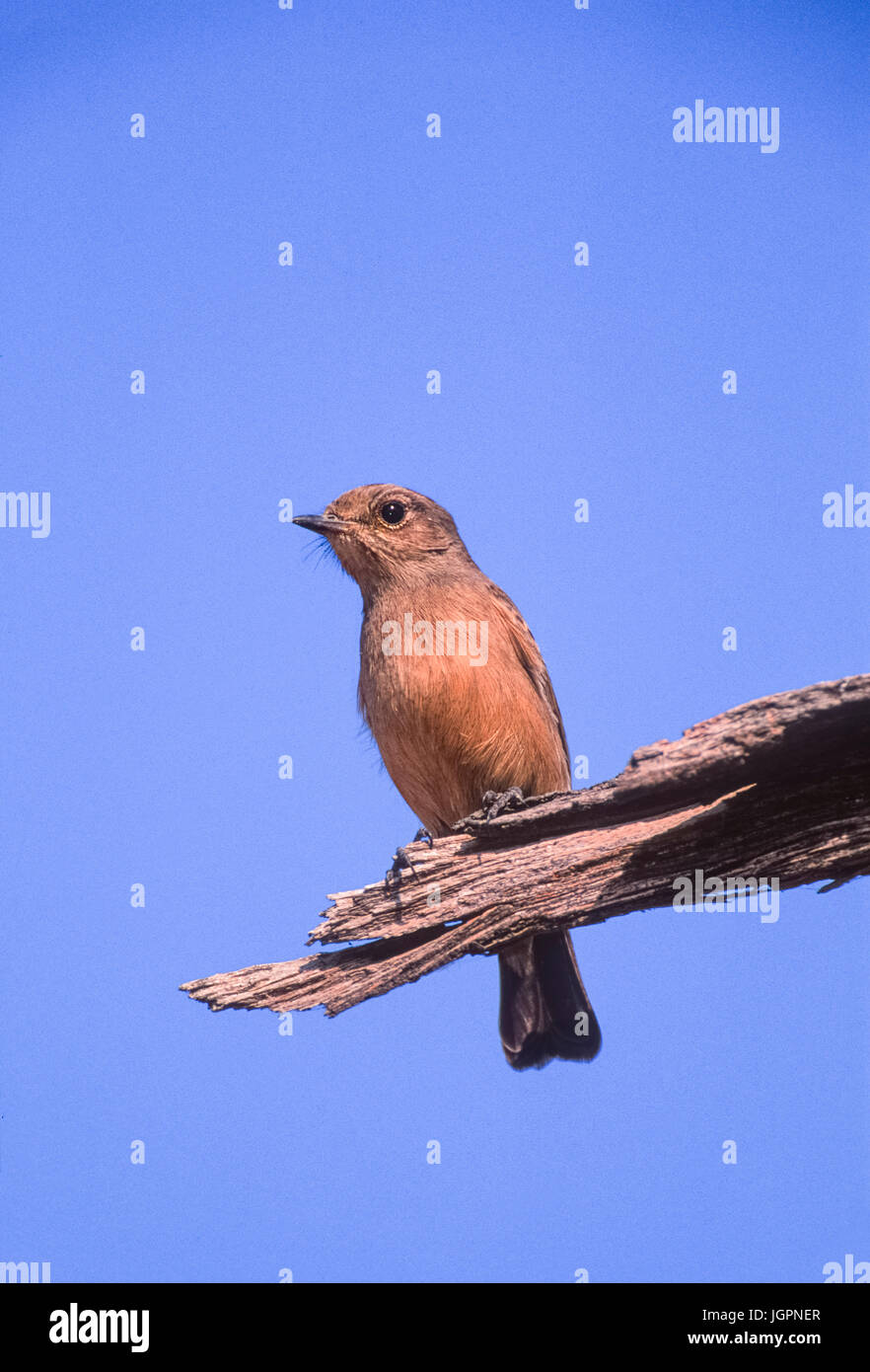 Femmina Pied bush chat, (Saxicola caprata),di Keoladeo Ghana National Park, Bharatpur Rajasthan, India Foto Stock