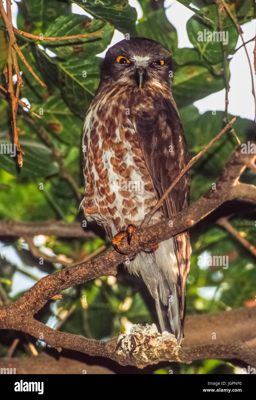 Brown Hawk Owl, (Ninox scutulata), di Keoladeo Ghana National Park, Bharatpur Rajasthan, India Foto Stock