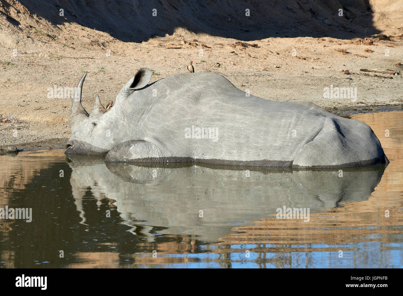 Square a labbro (bianco) rinoceronte, Ceratotherium simum, animale malato giacente in acqua a Sabi Sands Game Reserve, Sud Africa Foto Stock