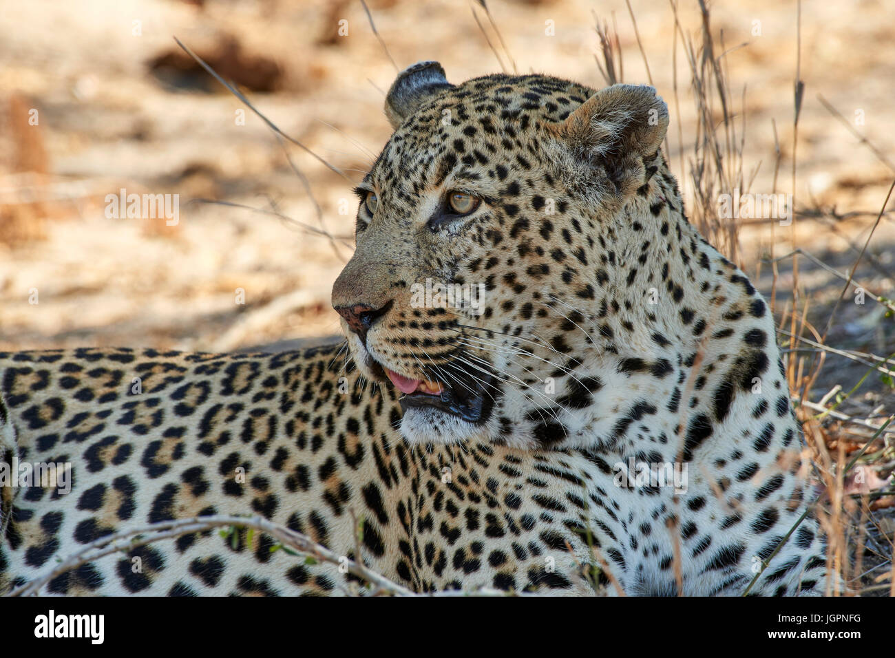 Leopard, Panthera pardus, Sabi Sands riserva naturale, Sud Africa, grande maschio giacente in ombra Foto Stock