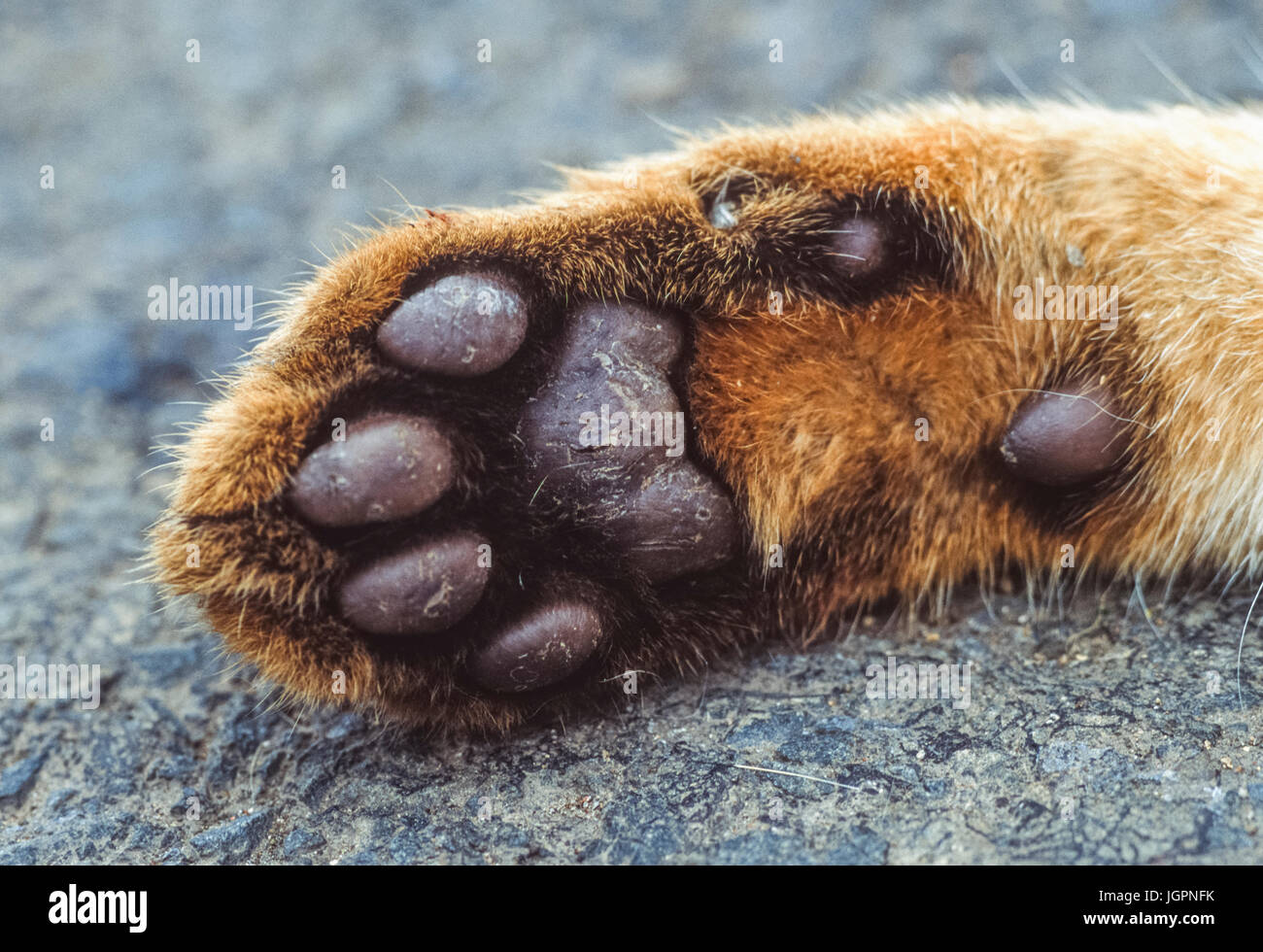 Forepaw della giungla Cat, (Felis chaus), talvolta denominata Reed o gatto di palude, traffico stradale kill vittima, Velavadar National Park, Gujarat, India Foto Stock