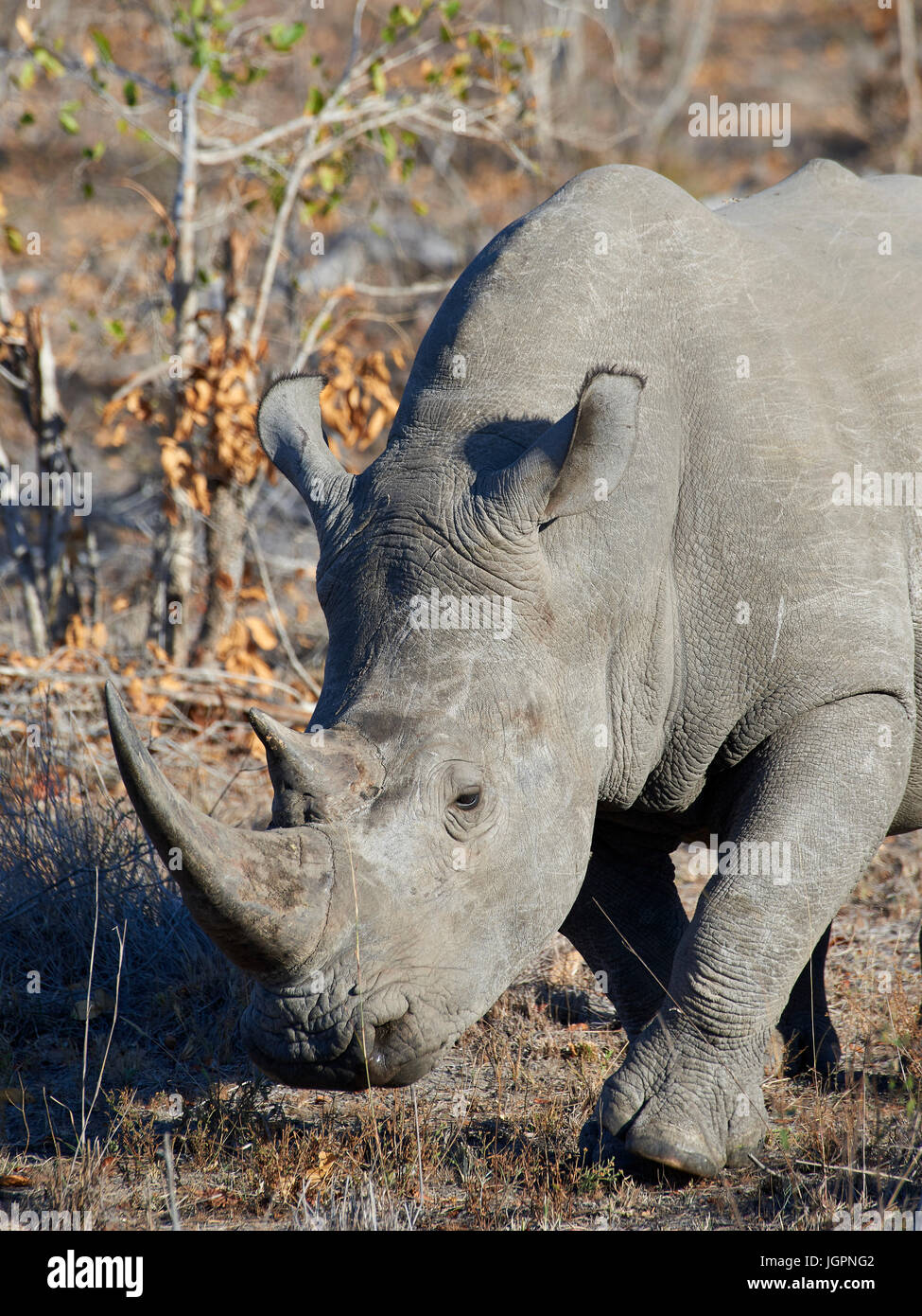 Square a labbro (bianco) rinoceronte, Ceratotherium simum, pascolo in Sabi Sands Game Reserve, Sud Africa Foto Stock