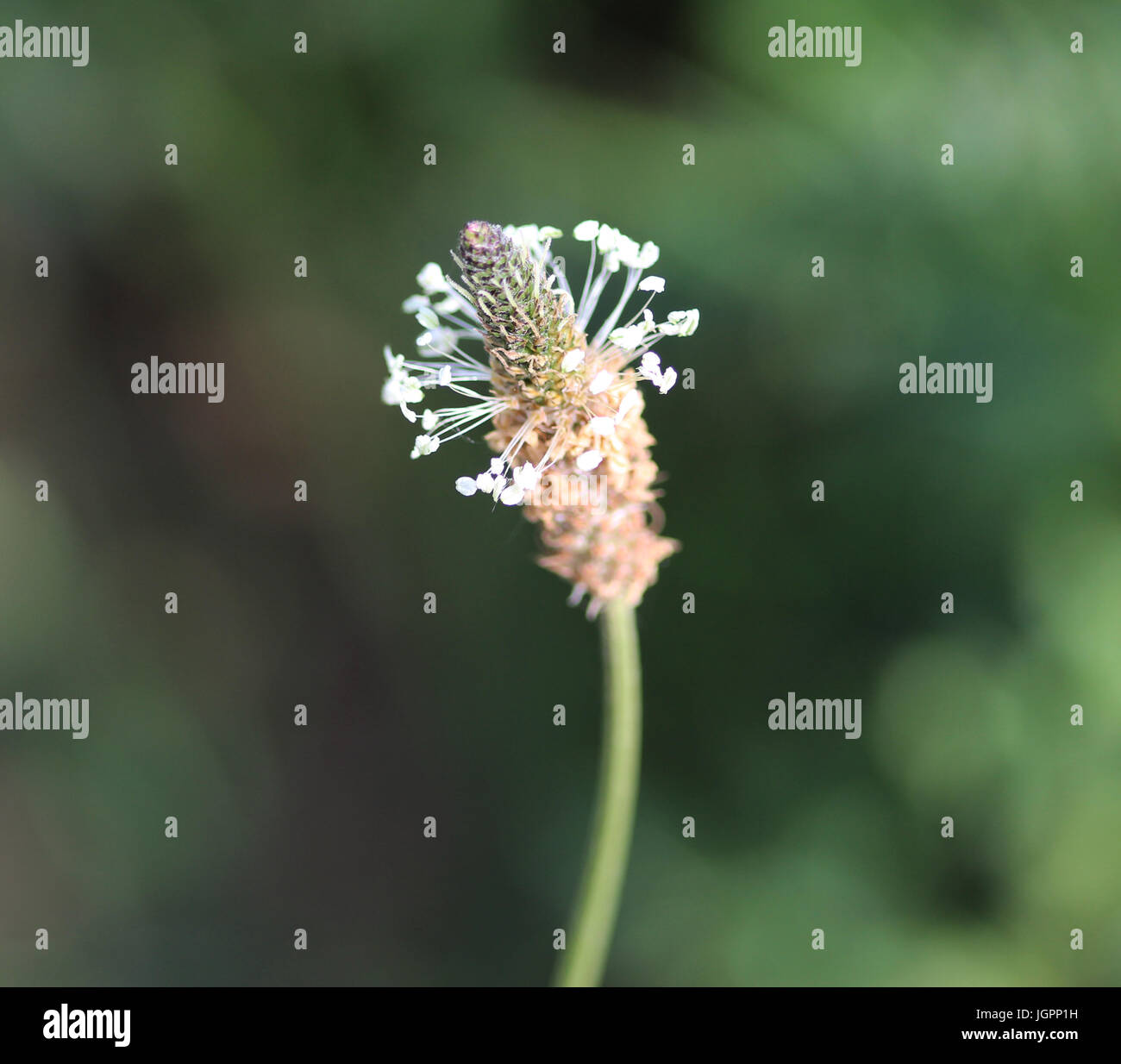 Planzago lanceolata Foto Stock