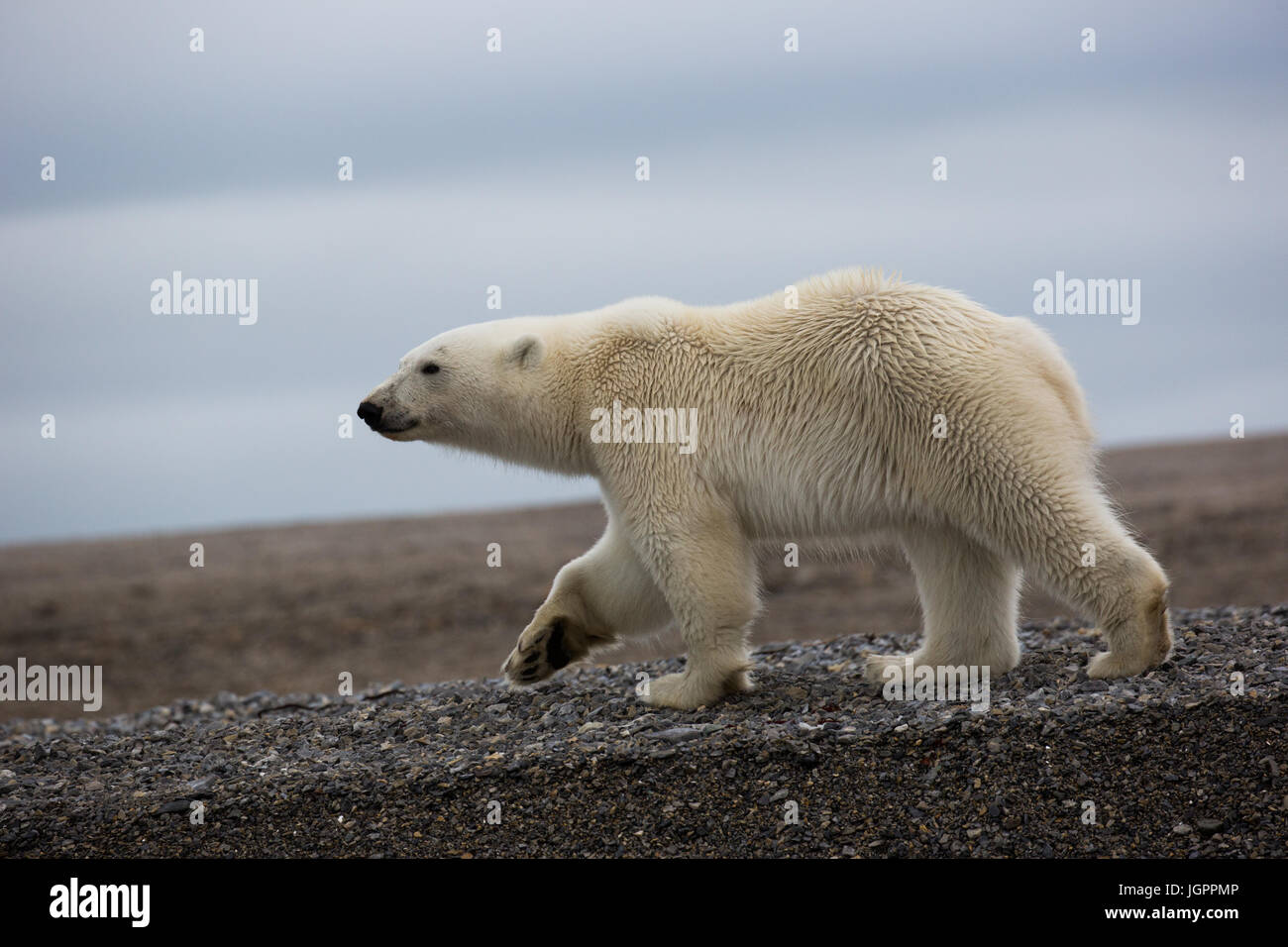 Orso polare (Ursus maritimus) camminando sulla terra, estate a Spitsbergen, Svalbard Foto Stock