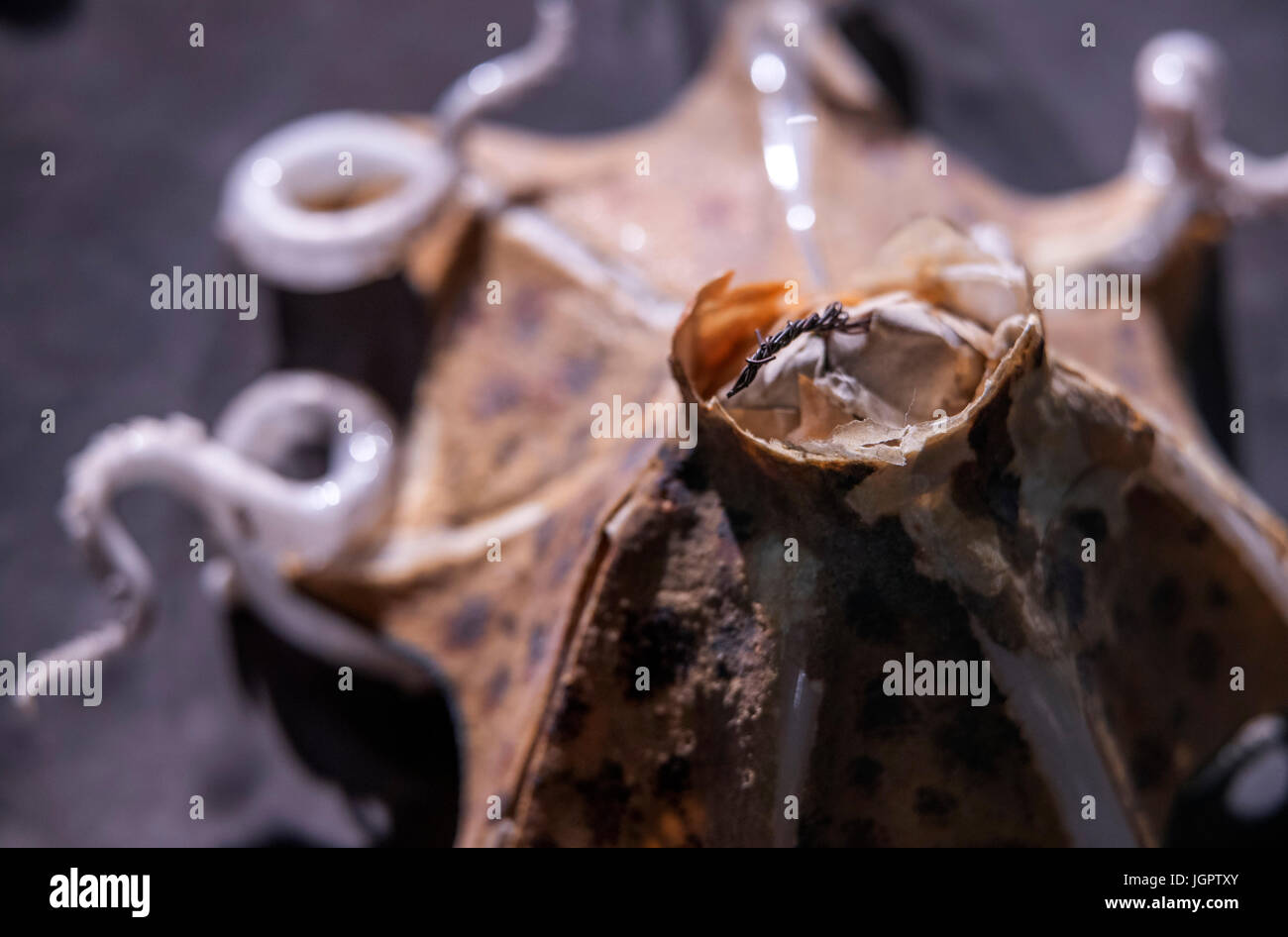 Rostock, Germania. Il 29 giugno, 2017. Il parzialmente spezzato replica di un piccolo polpo può essere visto alla mostra speciale 'Glaeserne Geschoepfe des Meeres" (lit. " Vetro le creature del mare") allo zoo di Rostock, Germania, 29 giugno 2017. La mostra presenta 40 di grande scala foto di modelli di vetro dal 1863 al 1890 nonché il vetro reale modelli della collezione zoologica dell'Università di Rostock. Foto: Jens Büttner/dpa-Zentralbild/ZB/dpa/Alamy Live News Foto Stock