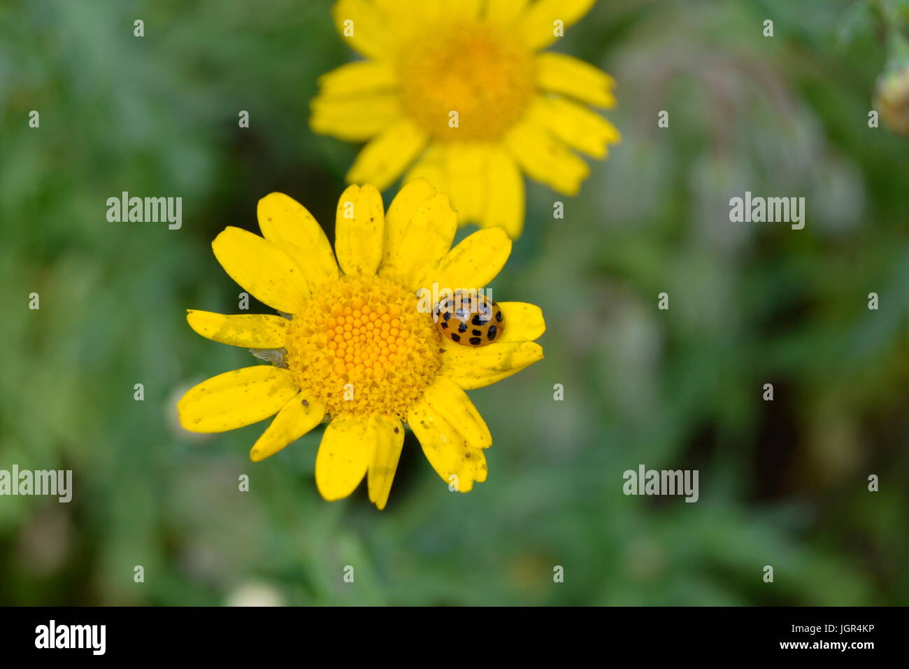 Bournemouth, Regno Unito. 10 Luglio, 2017. Meteo calde e soleggiate, Bournemouth UK Credit: Ajit stoppino/Alamy Live News Foto Stock