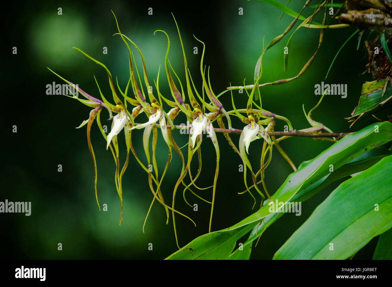 Brassia caudata (spider orchid) immagine presa in Altos del Maria, Panama Foto Stock