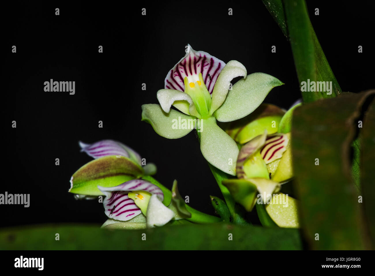 Prosthechea ionophlebia orchid immagini prese in Altos del Maria, Panama Foto Stock