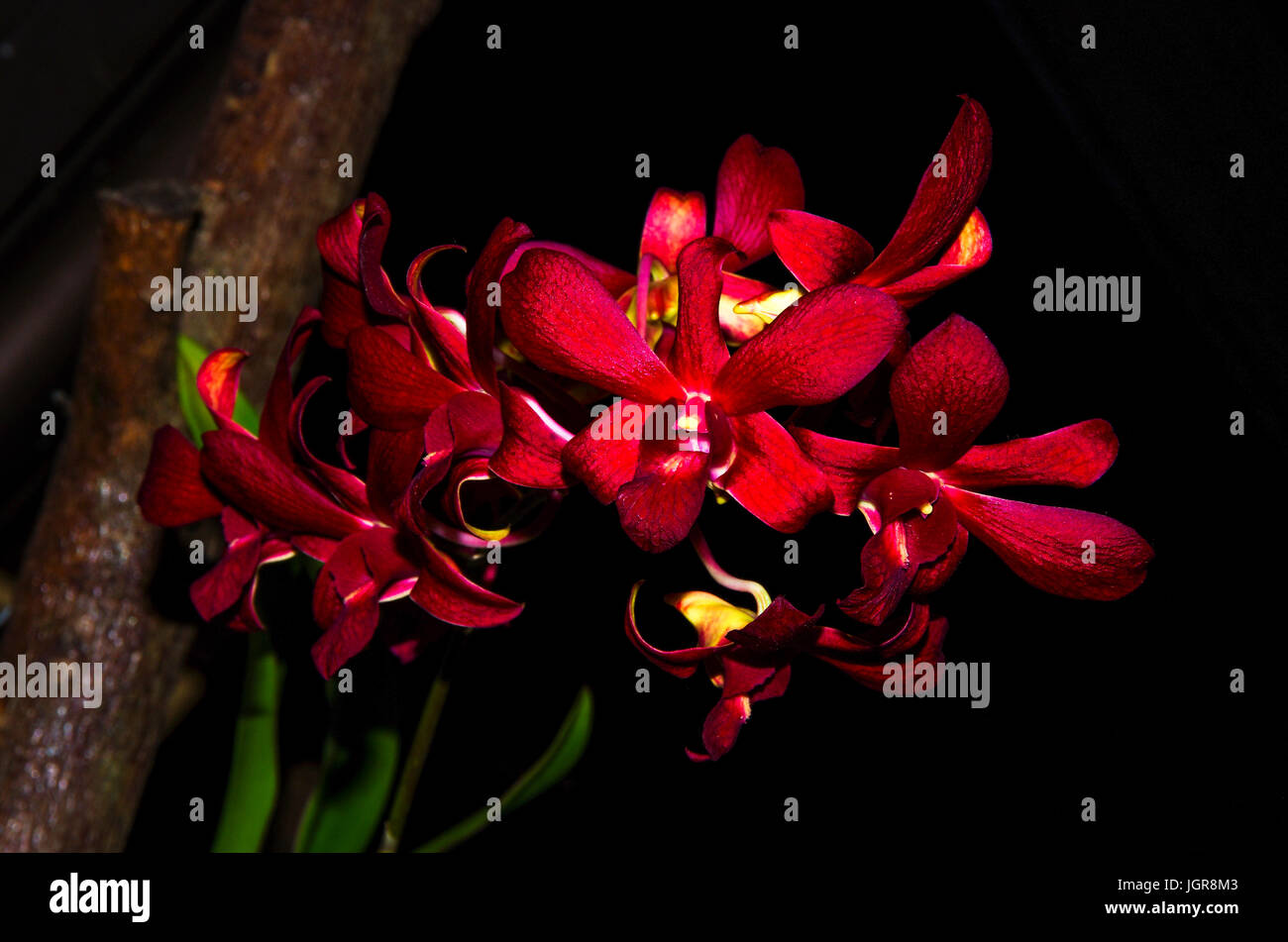 Rosso scuro incandescente orchidee scuro su sfondo nero Foto Stock