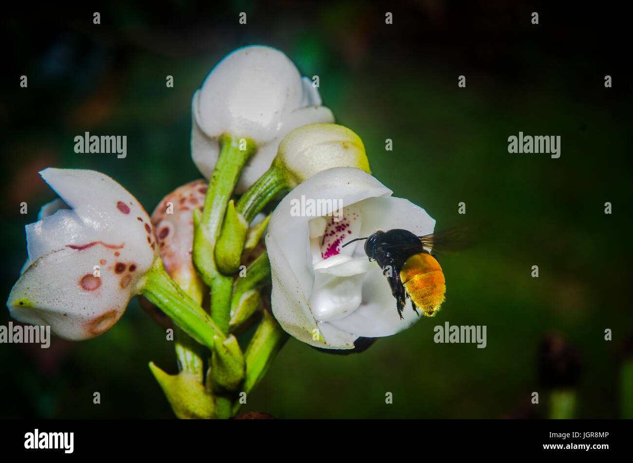 Holy Ghost Orchid o in spagnolo Flor del Espiritu Santo fiore nazionale di Panama Foto Stock