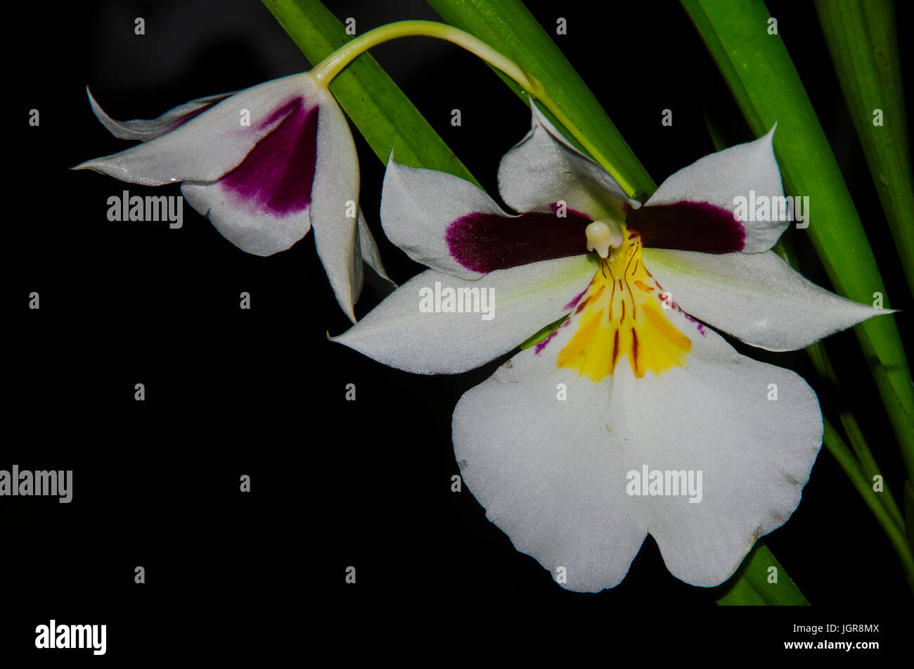 Big white orchid Miltoniopsis con giallo e viola i colori del centro Foto Stock