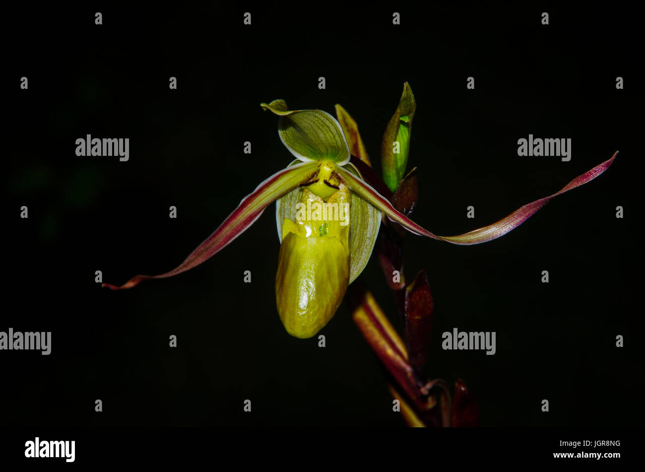 Lady's-slipper orchid Phragmipedium longifolium immagine presa in El Valle Panama Foto Stock