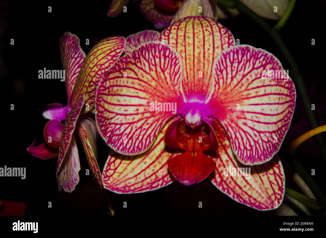 Bella orchid con giallo, rosso e arancione i toni di colore Foto Stock