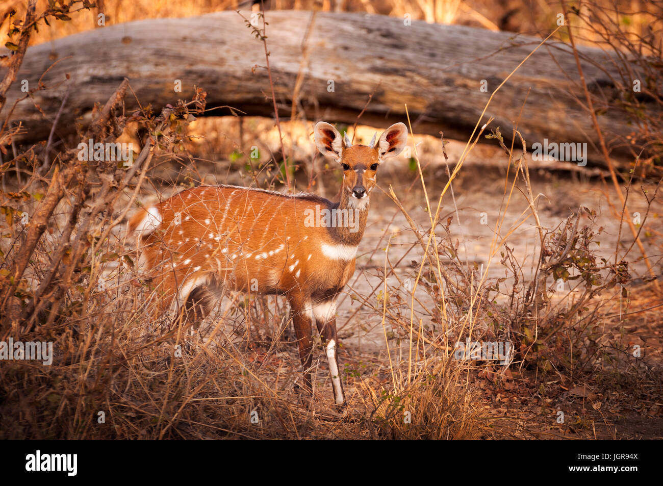 Bushbuck in Buffallo Parco Nazionale in la Caprivi Strip, Namibia; Concetto per i viaggi in Africa e Safari Foto Stock