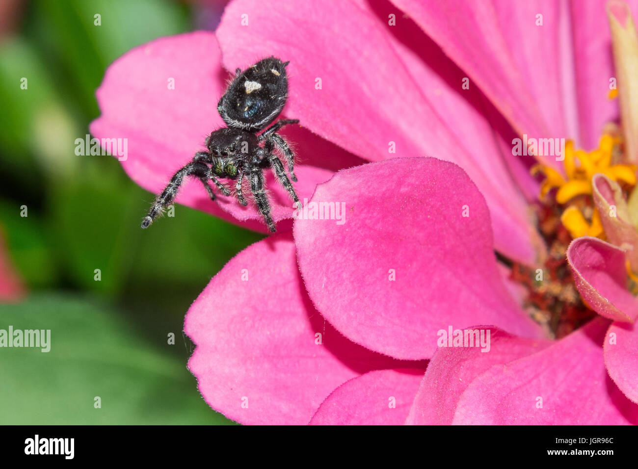 Audace jumping spider, chiamato anche bold jumping spider . Piccole dimensioni 13-20mm Nord America giardino ragno. Foto Stock