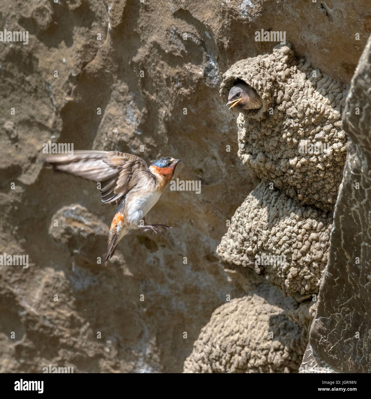 American cliff swallow (Petrochelidon pyrrhonota) volare al nido con incastonato, sporgenze del parco statale, Iowa, USA Foto Stock