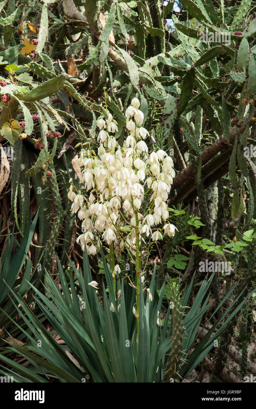 Yucca gloriosa variegata Foto Stock