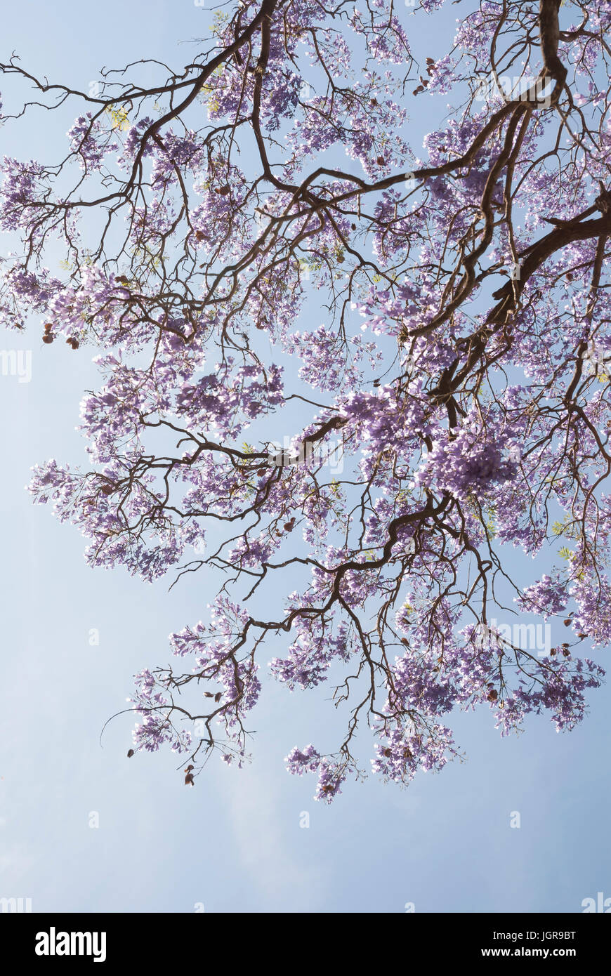 Fiore che sboccia sul blu struttura Jacaranda contro un cielo blu, Jacaranda mimosifolia. Argentina, Sud America Foto Stock