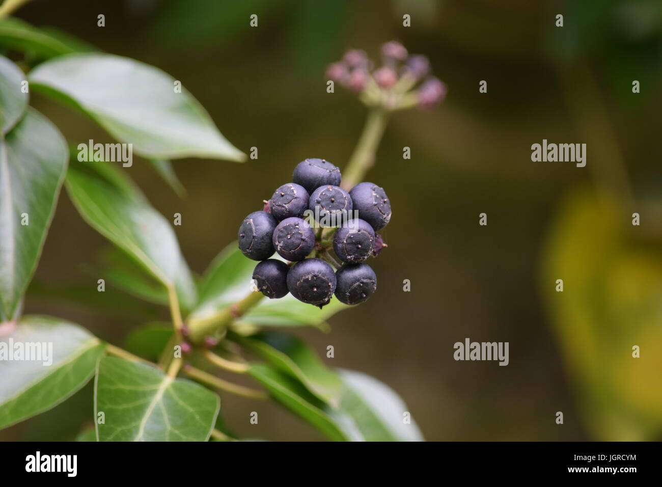 Frutta di Ivy Foto Stock