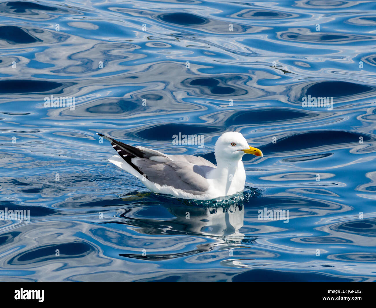 Seagull galleggiante sull'acqua, Croazia, mare mediterraneo Foto Stock