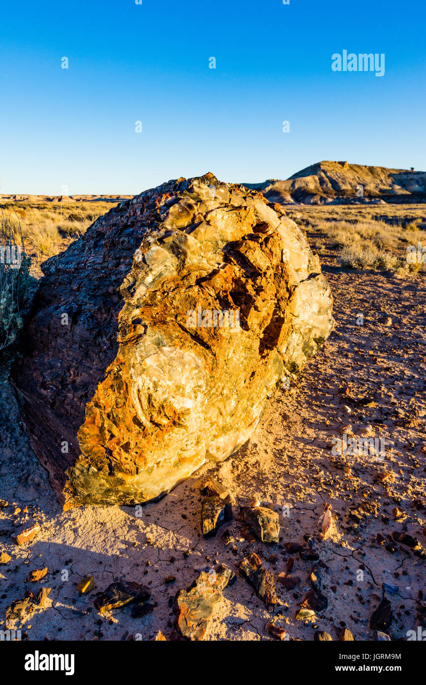 Legno pietrificato tree segmento registro esposto nei terreni del Parco Nazionale della Foresta Pietrificata, Arizona, Stati Uniti. Foto Stock