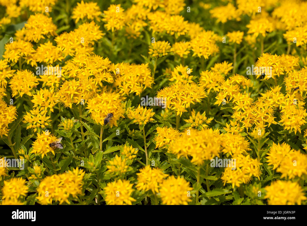Blooming sedum aizoon in un giardino estivo Foto Stock