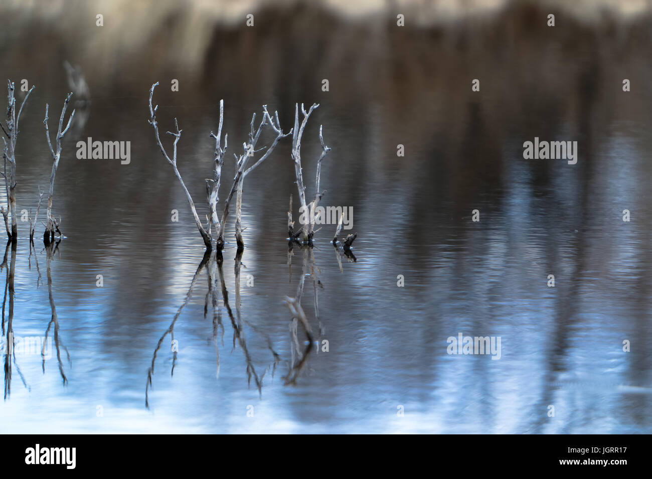 Come il sole comincia a impostare una calma rotoli in tutta l'acqua con ancora una riflessione di rami sfrondato che raggiungono il cielo. Foto Stock