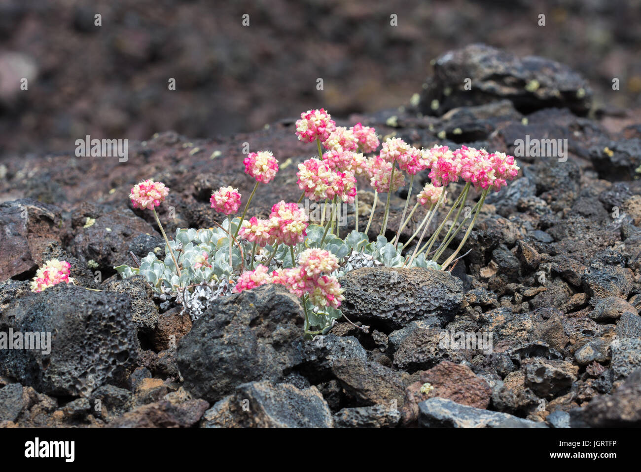 Cuscino rosa grano saraceno (Eriogonum ovalifolium) nei crateri della luna monumento nazionale e preservare, Idaho, Stati Uniti d'America Foto Stock