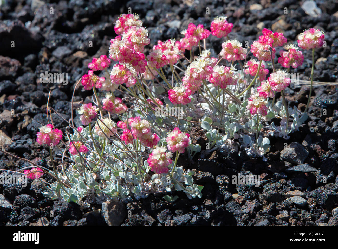 Close-up di cuscino rosa grano saraceno (Eriogonum ovalifolium) nei crateri della luna monumento nazionale, Idaho, Stati Uniti d'America Foto Stock