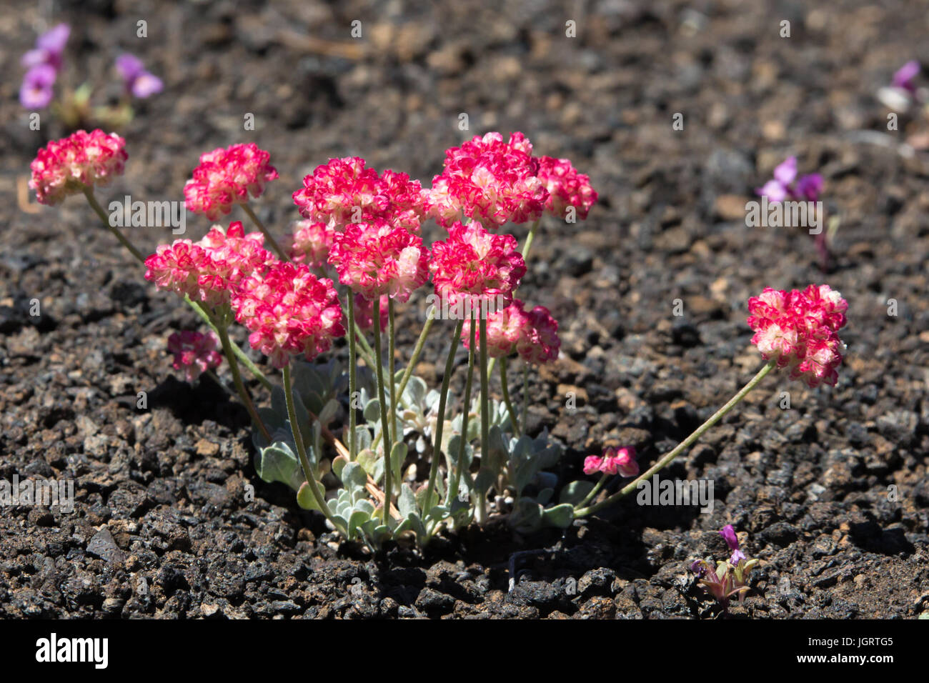 Close-up di cuscino rosa grano saraceno (Eriogonum ovalifolium) nei crateri della luna monumento nazionale, Idaho, Stati Uniti d'America Foto Stock