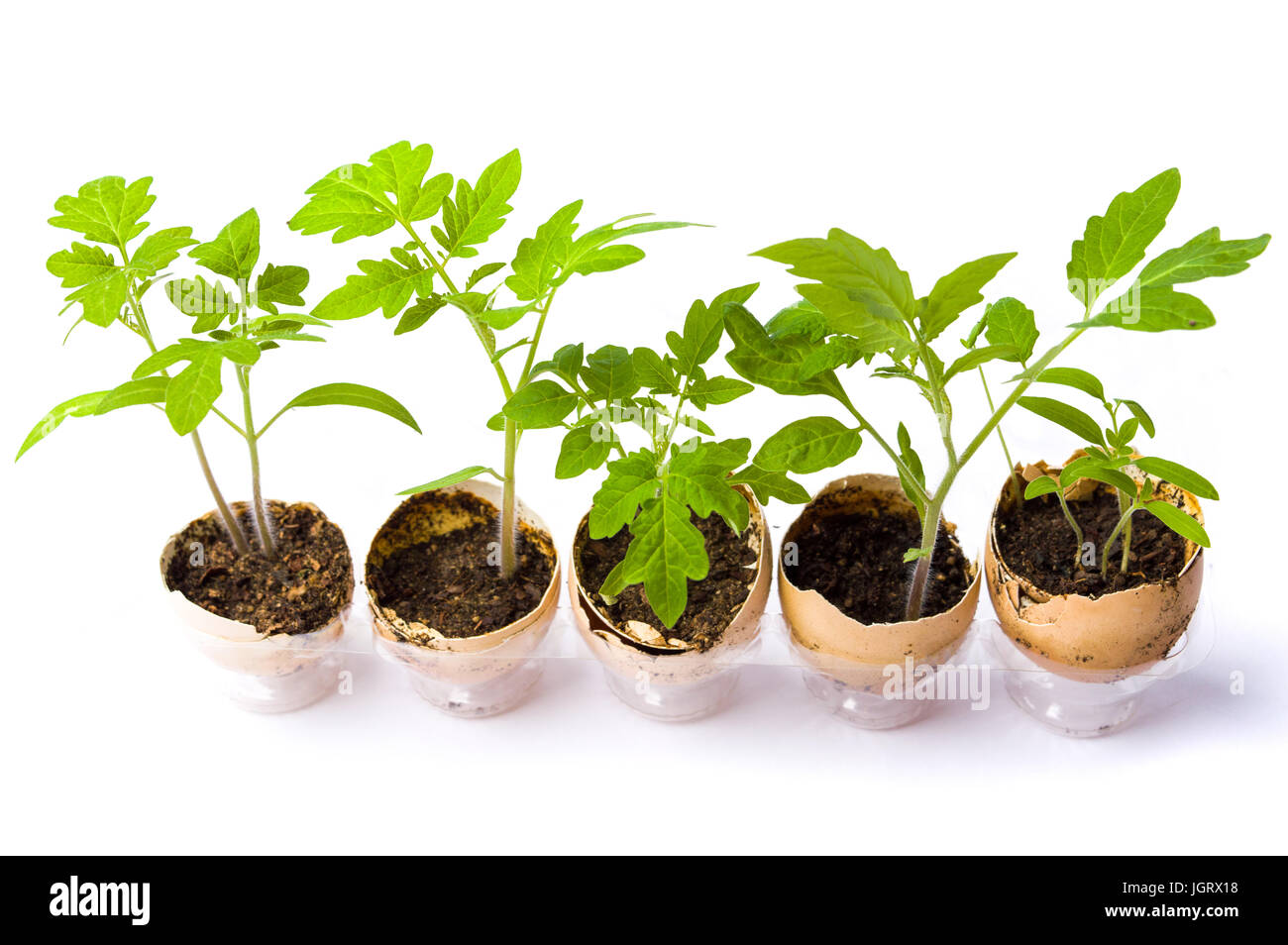 Impianto di allevamento in gusci. Prodotto organico abstract Foto Stock