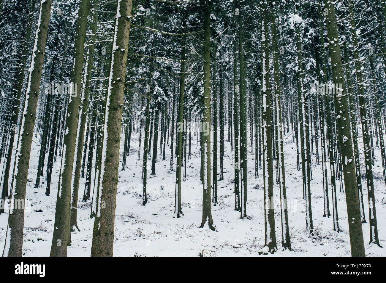 Inverno treescape foresta con gli alberi coperti di neve dando i boschi un buio misterioso vibe. Foto Stock