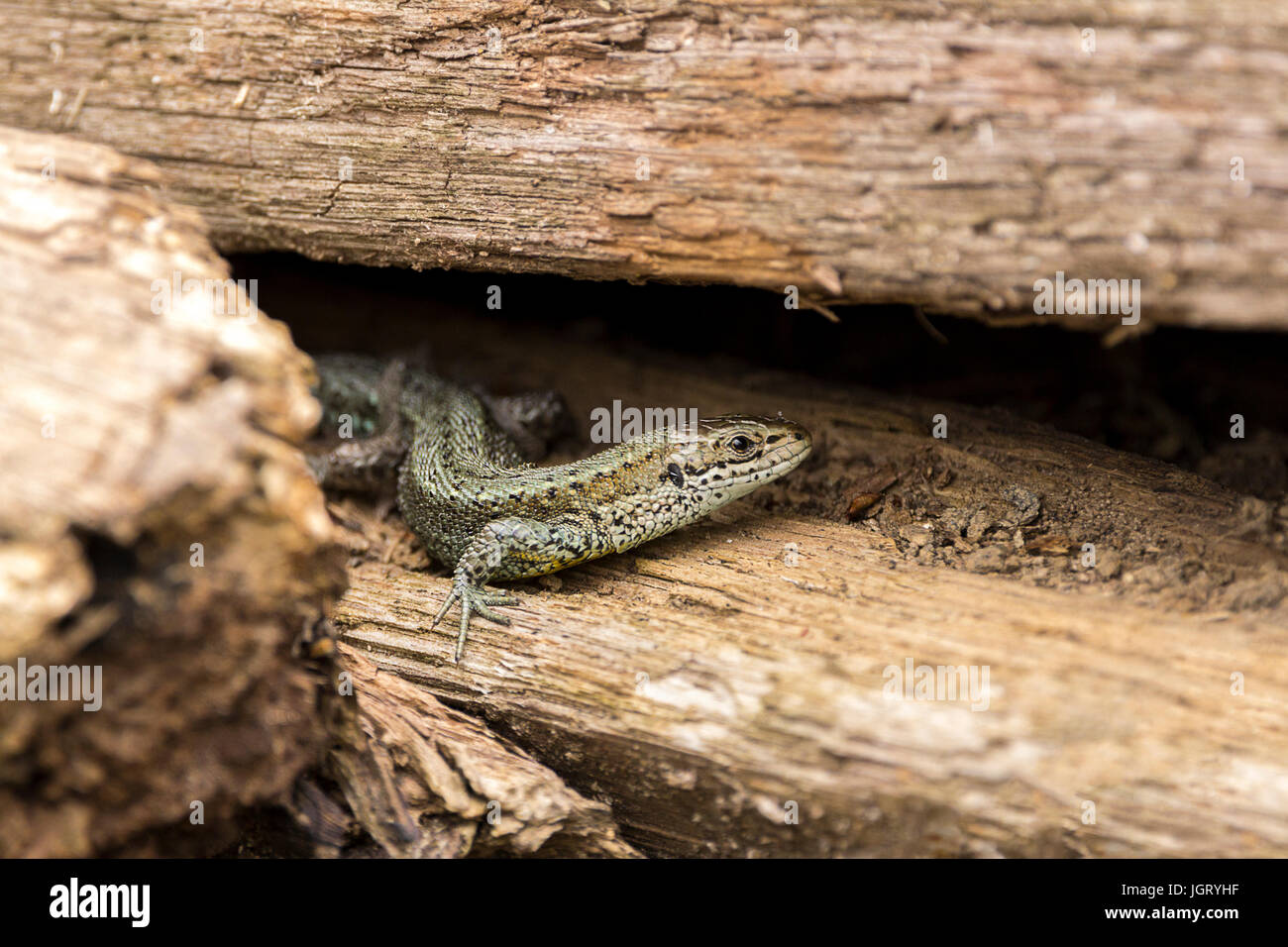 Lizard comuni (Lacerta vivipara) a prendere il sole in una pila di vecchio legno a London Wetland Centre. Greeny grigio marrone con macchie patterns lungo il corpo Foto Stock