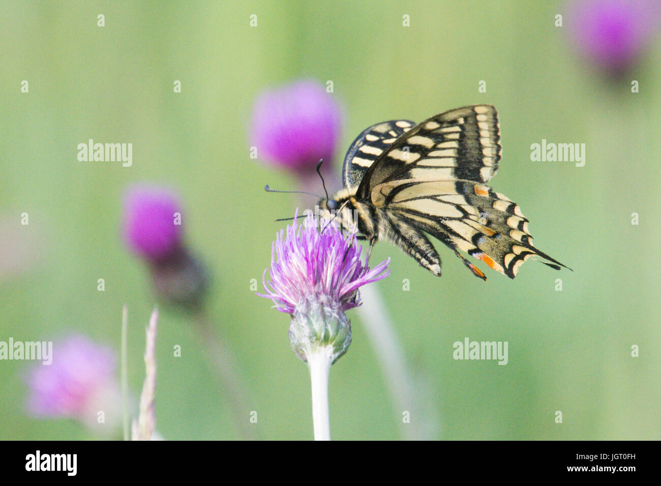 A coda di rondine, a farfalla Papilio machaon britannicus. Norfolk Broads, UK. Giugno. Foto Stock