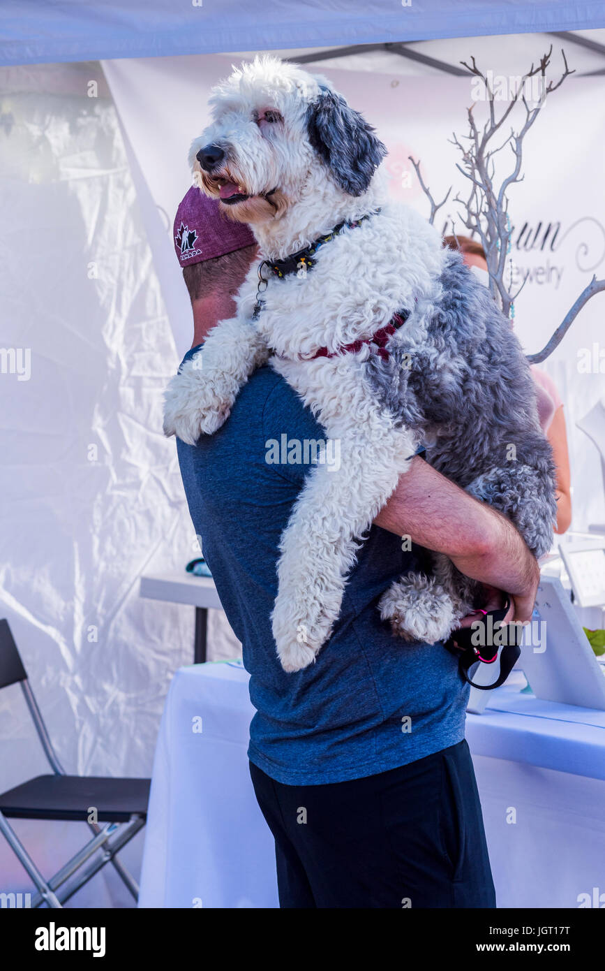 Uomo che porta old English Sheepdog, Khatsalano Festival, Kitsilano, Vancouver, British Columbia, Canada. Foto Stock