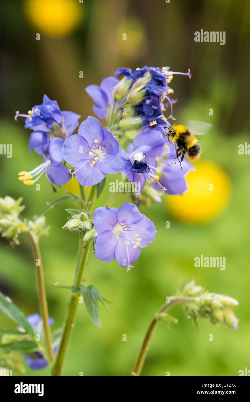 Bumblebee passando vicino a fiore Foto Stock