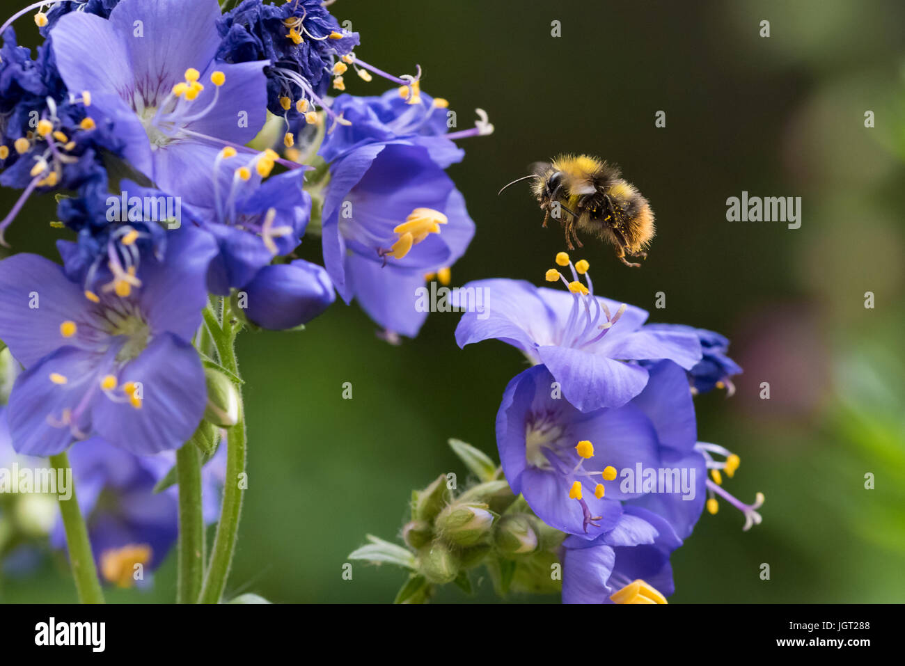 Bumblebee passando vicino a fiore Foto Stock