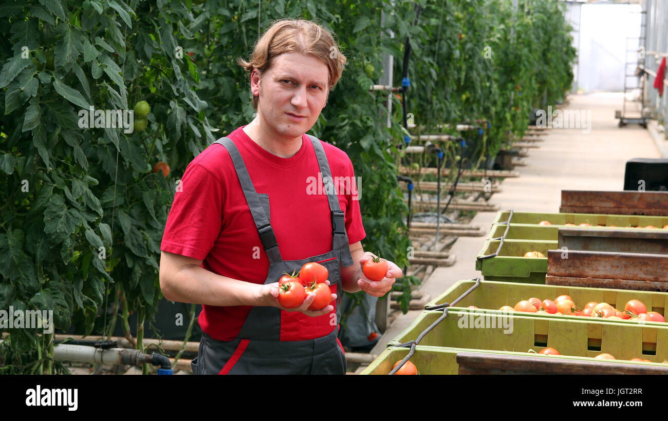 Ritratto di lavoratore agricolo con pomodori freschi in mani. Foto Stock