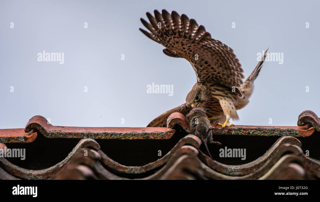I capretti il gheppio (Falco tinnunculus) ha ottenuto una grande vole di suo padre sul tetto, il primo giorno nell'aria. Foto Stock