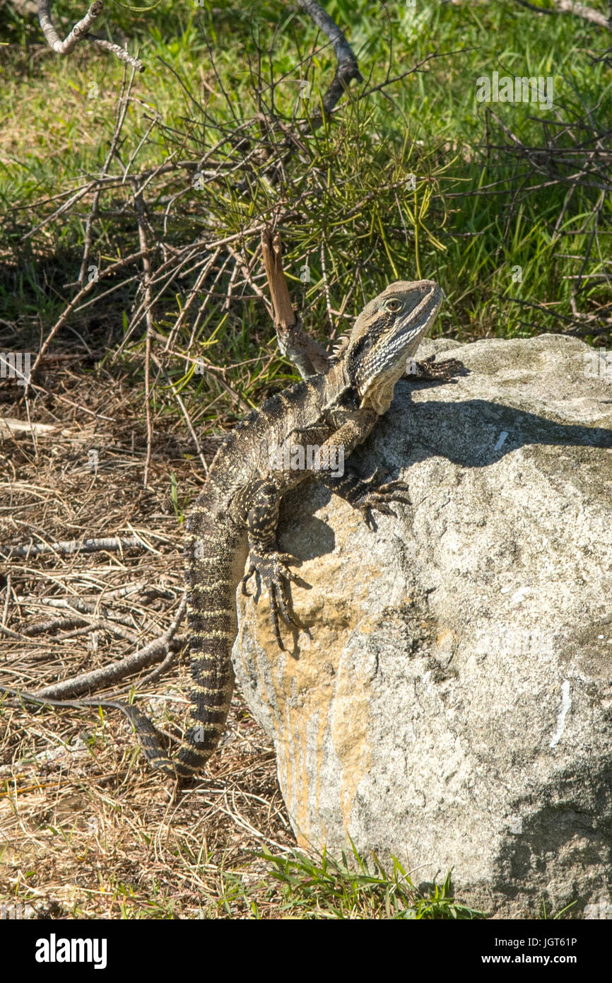 Acqua orientale Dragon, Intellagama lesueurii a Yamba, NSW, Australia Foto Stock