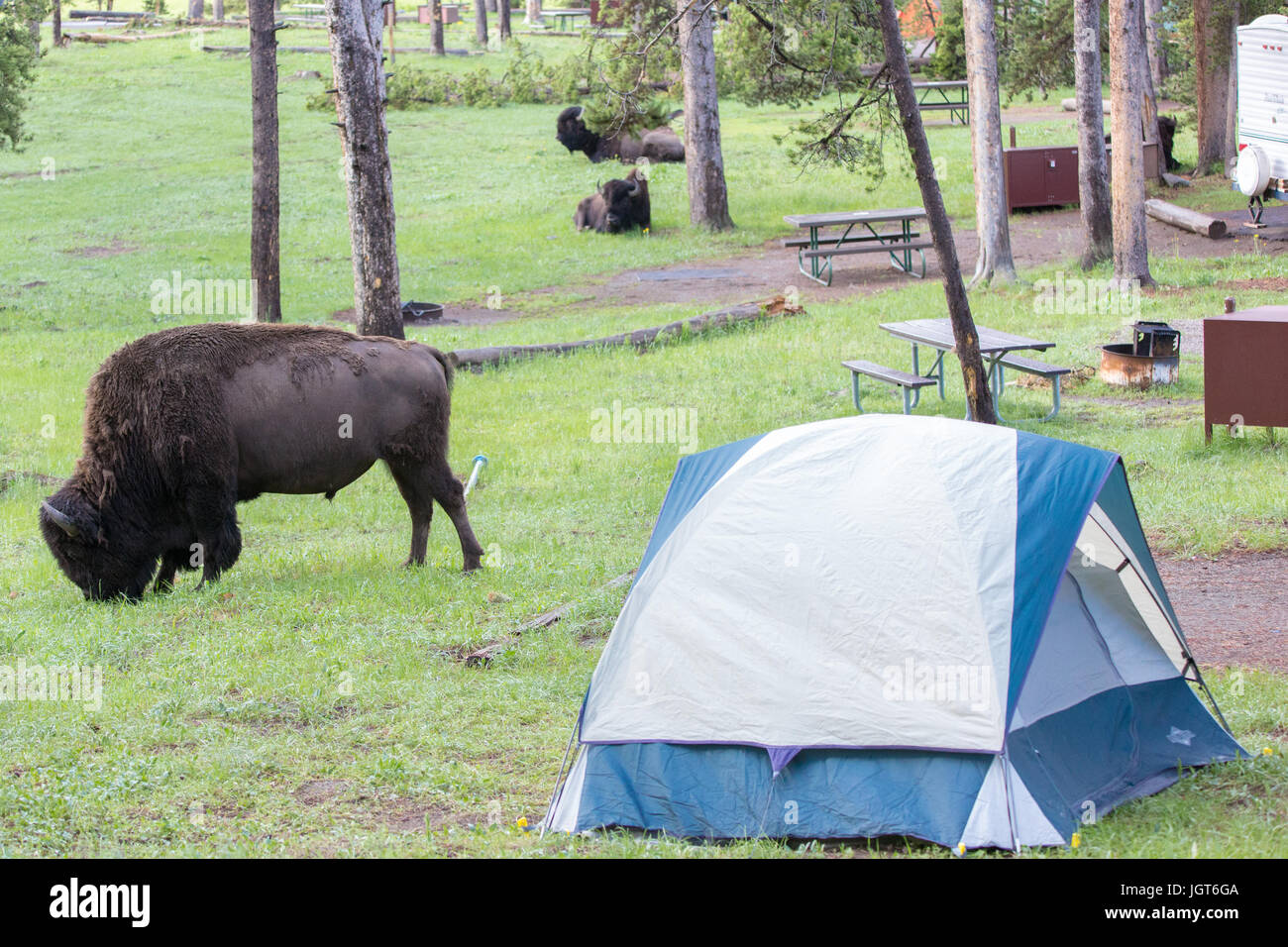 Un bison è pascolo a Norris campeggio nel parco nazionale di Yellowstone è molto vicino ad una piccola tenda Foto Stock