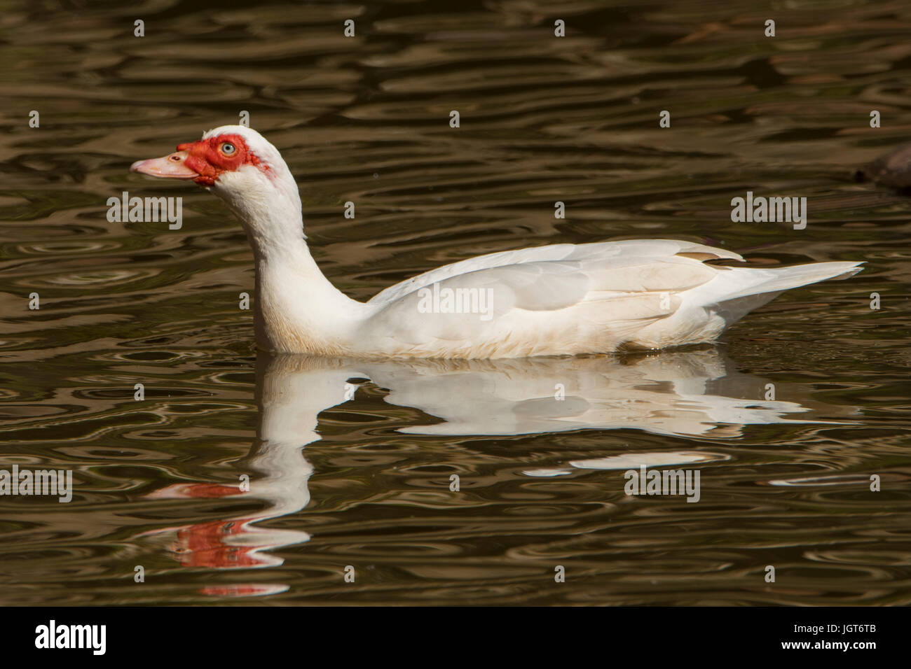 Anatra muta, Cairina moschata in Toowoomba, Queensland, Australia Foto Stock